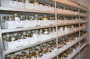 Interno di una cella frigorifera della BaGAV con accessioni di semi di specie annuali.