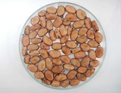 Accessione di fava da Misincinis di Paularo