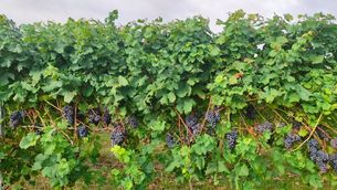 Filare del vitigno autoctono Palomba